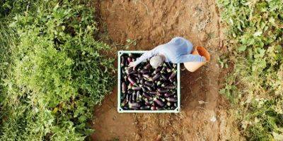 23 миллиарда шекелей в мусорку: опубликован отчет о продовольственных потерях в Израиле - detaly.co.il - Израиль
