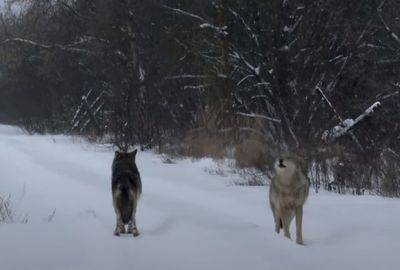 Чернобыльские волки-мутанты научились выживать после рака - mignews.net - Украина - штат Вашингтон