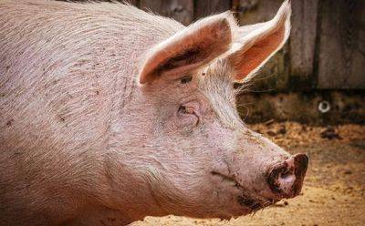 Прорыв: в Японии клонирована свинья для пересадки органов - mignews.net - Япония