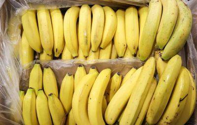 Делегация Эквадора приедет в Россию разбираться из-за бананов - trend.az - Россия - Москва - Сша - Ссср - Эквадор