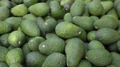 В разгар войны в Израиле созрел рекордный урожай авокадо - vesty.co.il - Израиль