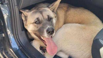 Журналист "Вестей" и 4 водителя спасли собаку на шоссе Аялон - vesty.co.il - Израиль
