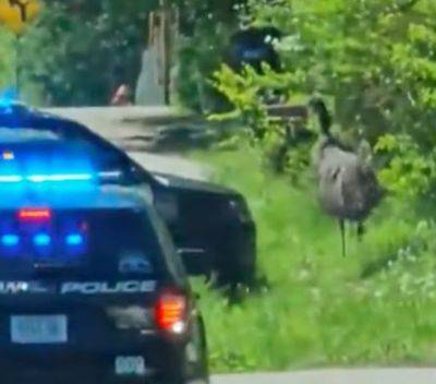США: Полиция гналась за сбежавшим страусом 30 км - mignews.net - Сша - штат Теннесси
