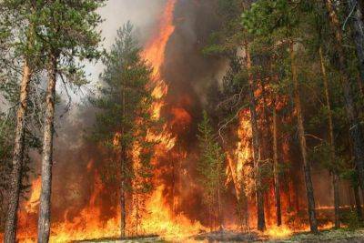 Габриэль Борич - Число жертв лесных пожаров в Чили превысило 60 человек - trend.az - Чили - Президент