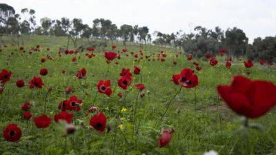 Началось цветение анемонов: куда безопасно сейчас поехать посмотреть - vesty.co.il - Израиль