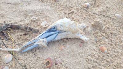 "Ты прости меня, любимая": на пляже в смертельную ловушку попали две редкие птицы — одна пыталась спасти другую - 9tv.co.il - Израиль