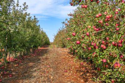 Почему фрукты так дороги в этом году в Израиле? - news.israelinfo.co.il - Израиль - Евросоюз