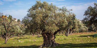 Обнаружено самое старое оливковое дерево в мире - detaly.co.il - Ливан - Испания - Бейрут
