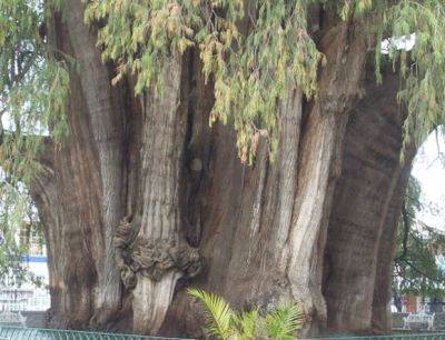 В Мексике растет самое толстое дерево в мире - mignews.net - Мексика - Тула