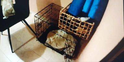 В Биньямине мать запирала детей в клетках для собак - detaly.co.il