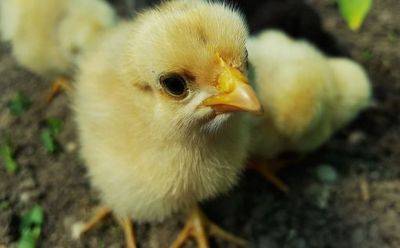 Chick-fil-A отменила обязательство по производству курицы без антибиотиков - mignews.net