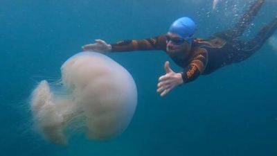 Видео: гигантские медузы угрожают берегам Израиля - vesty.co.il - Израиль