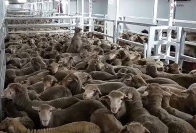 Австралия повторно посылает корабль с овцами в Израиль - mignews.net - Израиль - Австралия