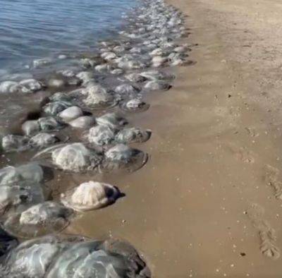 В Израиле нашествие гигантских медуз: видео - mignews.net - Израиль