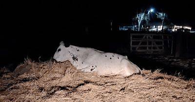 Один из 400 миллионов: на свет появился теленок, который не должен был выжить (фото) - focus.ua - Сша - Украина - штат Луизиана - Фото