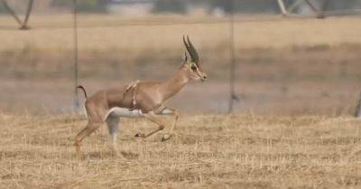 С дополнительной парой ножек на спине: в Израиле заметили редкую газель с 6 придатками (видео) - focus.ua - Израиль - Иерусалим - Украина