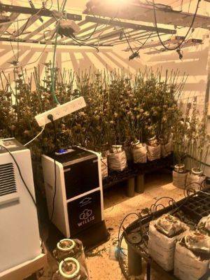 В Тель-Авиве обнаружили теплицу с 370 растениями марихуаны - mignews.net - Тель-Авив - Беэр-Шевы