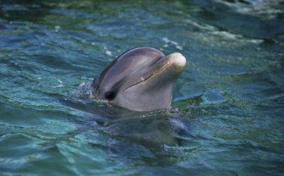 Дельфины замечены у берегов Яффо: красочные фото - mignews.net - Израиль
