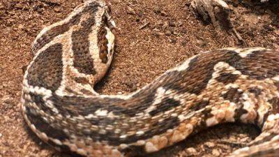 Осторожно: змеи проснулись от зимней спячки в Израиле - vesty.co.il - Израиль