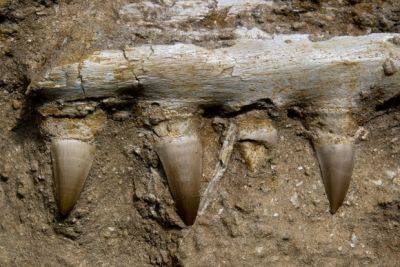 Найдены окаменелости гигантской морской рептилии - mignews.net - Англия