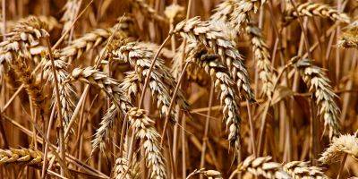 Страны ЕС сокращают закупки зерна в Украине - detaly.co.il - Израиль - Украина - Евросоюз - Италия - Франция - Бельгия - Болгария - Ирландия - Румыния