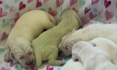 Во Флориде родился щенок золотистого ретривера салатового цвета - mignews.net - Шотландия - штат Флорида