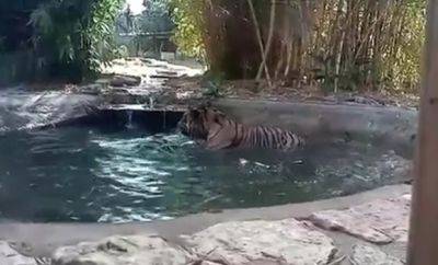 Милое видео: тигр резвится в бассейне в Рамат-Гане - mignews.net - Израиль - Индонезия - Гана - Дания