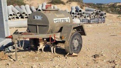 Какой ущерб природе Израиля нанесла война: от стай бродячих собак до исчезновения растений - vesty.co.il - Израиль