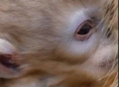 В китайском заповеднике Чжоужи родились маленькие золотые курносые обезьянки - mignews.net