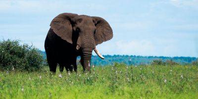 Умерла старейшая слониха рамат-ганского «Сафари» - detaly.co.il - Израиль - Гана
