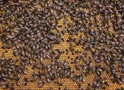 Пчелы атаковали бойцов ЦАХАЛа в Газе: есть пострадавшие - mignews.net - Израиль
