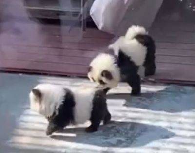 В китайском зоопарке двух собак выдавали за панд - mignews.net - Китай