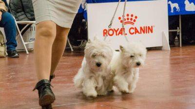 Royal Canin - Не пропустите: в Тель-Авиве пройдет международная выставка собак - vesty.co.il - Израиль - Тель-Авив - Хорватия