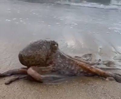 На пляж Герцлии выбросило гигантского осьминога: видео - mignews.net