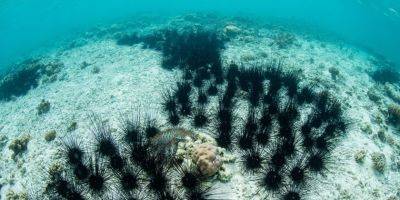 Болезнь морских ежей из Эйлата грозит уничтожить кораллы во всем мире - detaly.co.il - Израиль - Мадагаскар - Эйлат