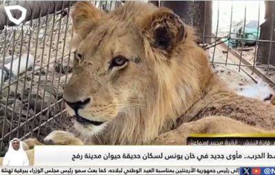 В Рафиахе эвакуировали не только жителей, но и зверей из зоопарка - mignews.net