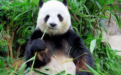 Джилл Байден - Китайские панды поселятся в Вашингтоне. Стоимость проекта $1 млн в год на 10 лет - mignews.net - Сша - Вашингтон - Китай - Вашингтон