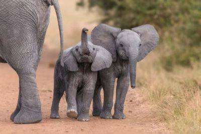 Олаф Шольц - Шольц и 20 000 слонов из Ботсваны. На письма из Африки теперь не отвечают - mignews.net - Германия - Намибия - Ботсвана - Ангола - Президент