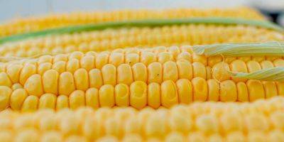 Рекордные цены на кукурузу – еще одна причина подорожания продуктов питания - detaly.co.il - Израиль - Россия - Сша - Аргентина