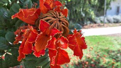 В Израиле расцвело тюльпановое дерево - vesty.co.il - Израиль