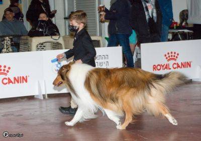 Royal Canin - Международная выставка собак снова в Тель-Авиве - mignews.net - Израиль - Тель-Авив
