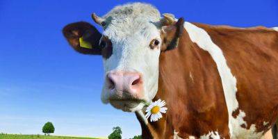 Статистика к празднику Шавуот: Израиль имеет самый высокий надой молока на корову в мире - detaly.co.il - Израиль - Голландия - Эстония - Дания