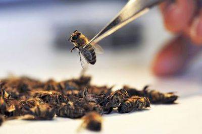 Инфекция из Азии губит пчел в Крыму - mignews.net - республика Крым
