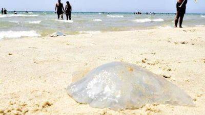 Дор Эделист - Медузы захватывают пляжи в Израиле: что важно знать - vesty.co.il - Израиль - Тель-Авив