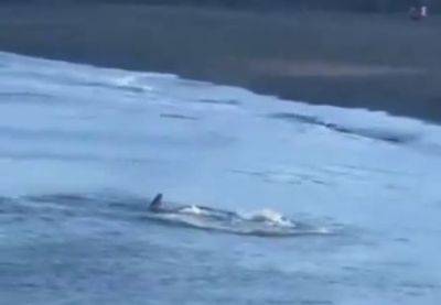 В Испании гигантские акулы нападают на туристов - mignews.net - Испания