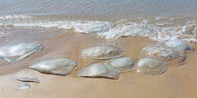 Дор Эделист - Ученый рассказал, когда медузы уплывут от израильского побережья - detaly.co.il - Израиль