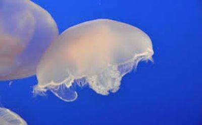 Полчища медуз у побережья Хайфы: впечатляющий кадр - mignews.net