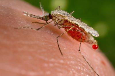 Зараженные опасным вирусом комары обнаружены в Рамат-Гане и аэропорту Бен-Гурион - nashe.orbita.co.il - Израиль - Гана - Гуш-Дана