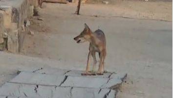 Снова: волк укусил 4-летнего ребенка в туристической палатке на юге Израиля - vesty.co.il - Израиль
