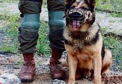 Террористы похитили собаку подразделения Окец - mignews.net - Хамас